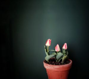 Close-up of potted plant