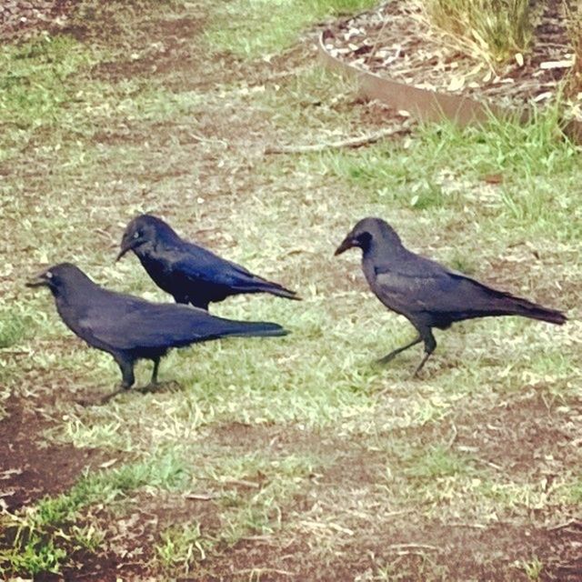 Crows