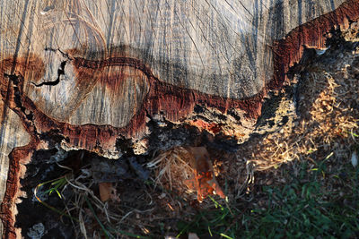 Close-up of tree trunk