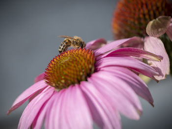 Close-up of bee pollinating on pink flower