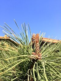 Low angle view of plants against clear blue sky