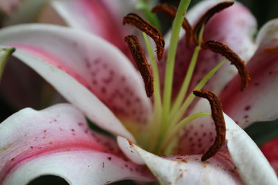 Close-up of flower