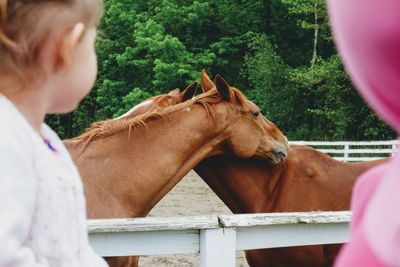 Side view of girl looking at horses in barn