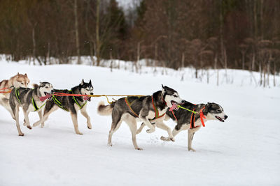 Dogs running on snow covered land