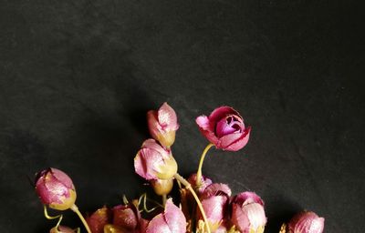 Close-up of pink rose flower