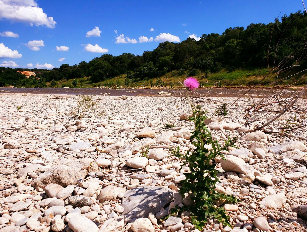 nature, sky, land, sea, landscape, environment, plant, shore, rock, scenics - nature, tree, water, beauty in nature, day, wilderness, outdoors, blue, no people, travel, soil, cloud, mountain, stone, tranquility, coast, travel destinations, sunlight, non-urban scene, flower, tranquil scene, summer