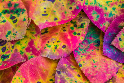 Full frame shot of leaves