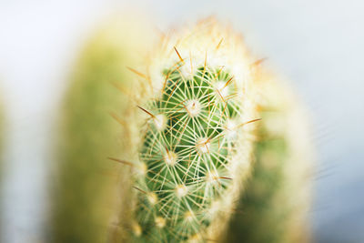 Close-up of cactus plant