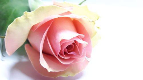 Close-up of pink rose