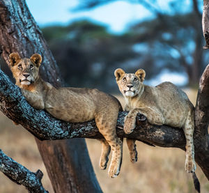 Portrait of two cats on branch