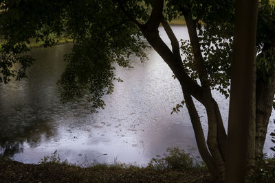Trees by lake in forest against sky
