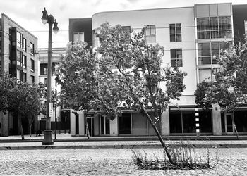 Tree by building in city