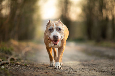 Portrait of dog running on road