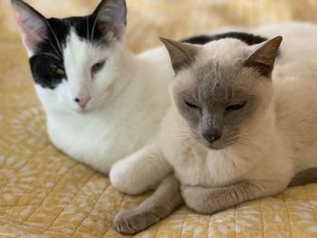 Close-up portrait of cats