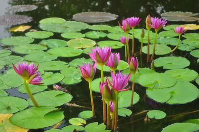 Close-up of lotus water lily in pond