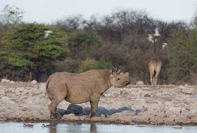 Rhinoceros standing by lake against trees