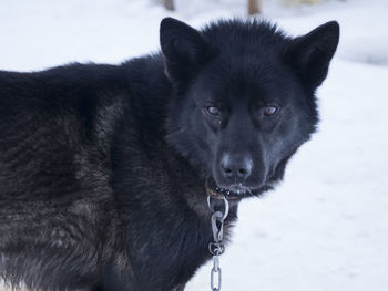 Close-up of back dog during winter