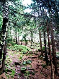 Low angle view of trees in forest