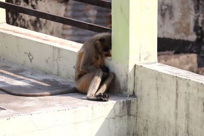 Monkey sitting on railing