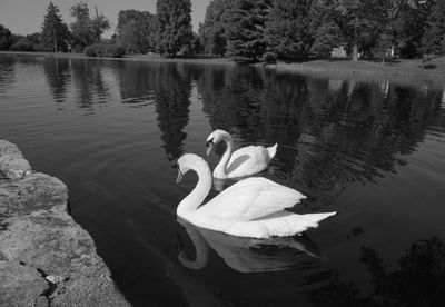 Swan floating on lake