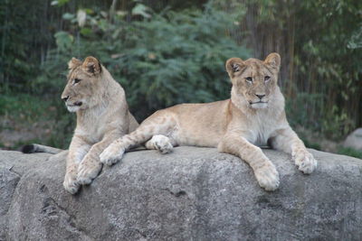 Cats on rock