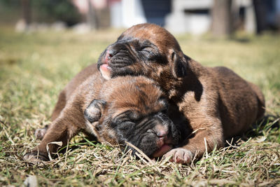 Close-up of a dog resting on field