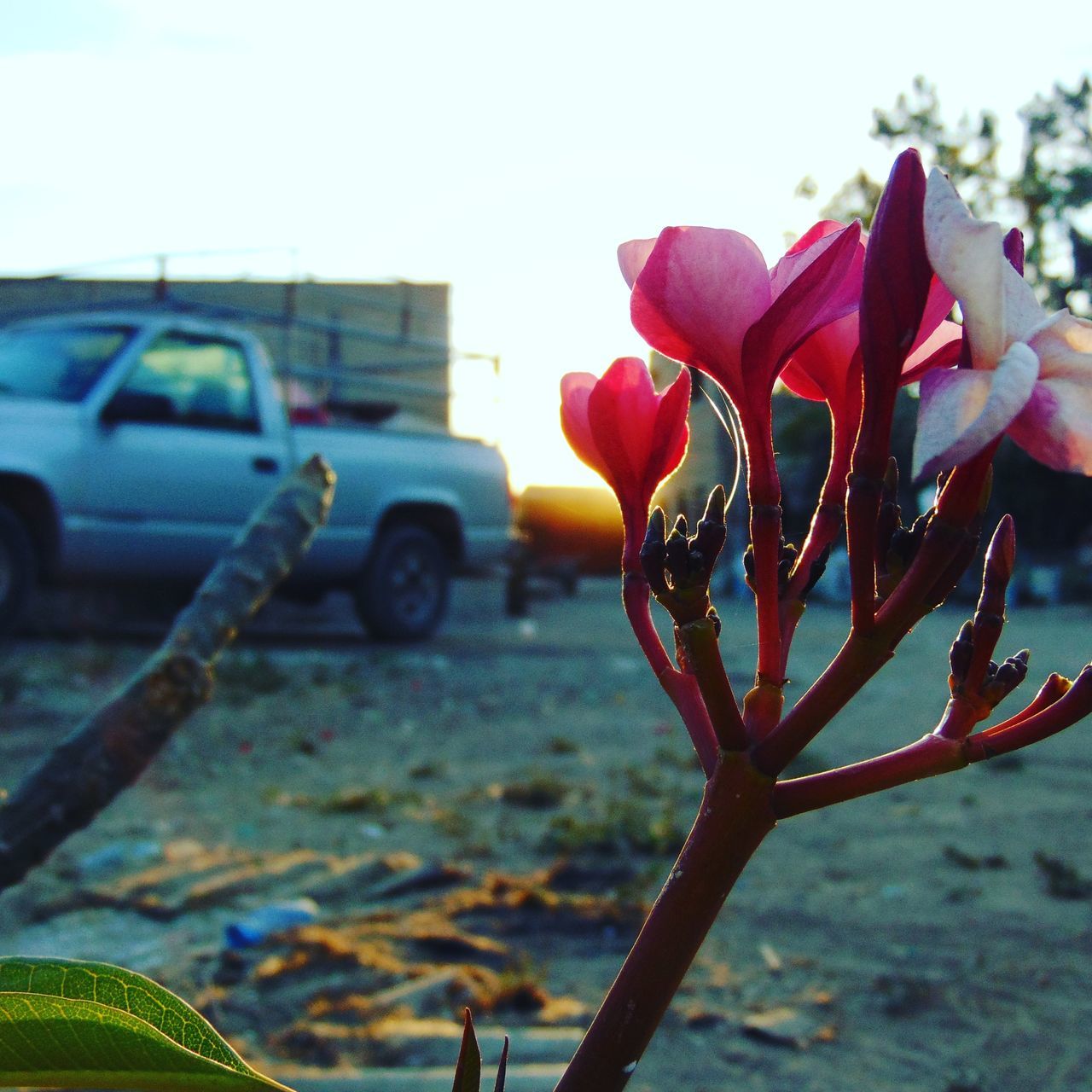 focus on foreground, flower, transportation, close-up, mode of transport, fragility, water, clear sky, nature, plant, land vehicle, sky, day, car, outdoors, selective focus, beauty in nature, growth, petal, freshness