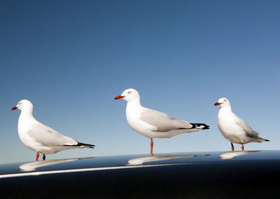 Seagulls perching on a sea against clear sky