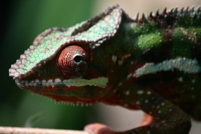 Close-up of chameleon