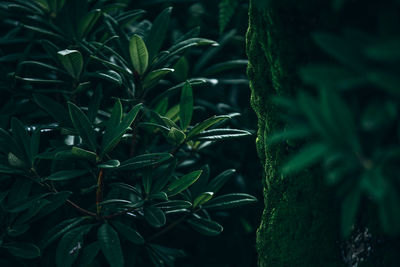 Close-up of fresh green plant