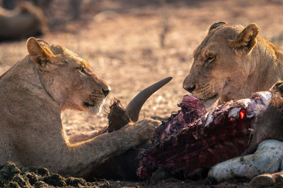 Close-up of lioness