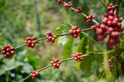 Close-up of berries growing on plant