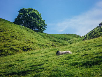 Sheep relaxing on green landscape