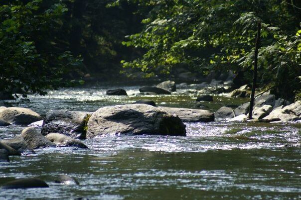 STREAM FLOWING THROUGH FOREST