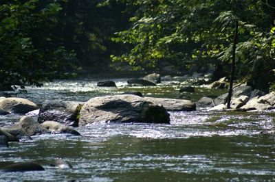 Stream flowing through forest