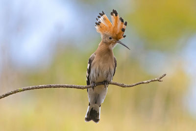 Close-up of bird perching on branch