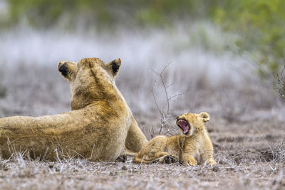 Lion family on ground