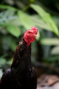 Close-up of rooster on field