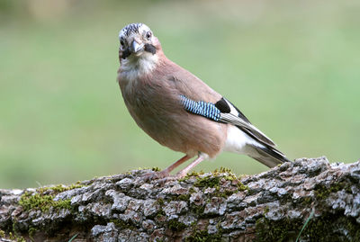 Close-up of bird perching on a tree