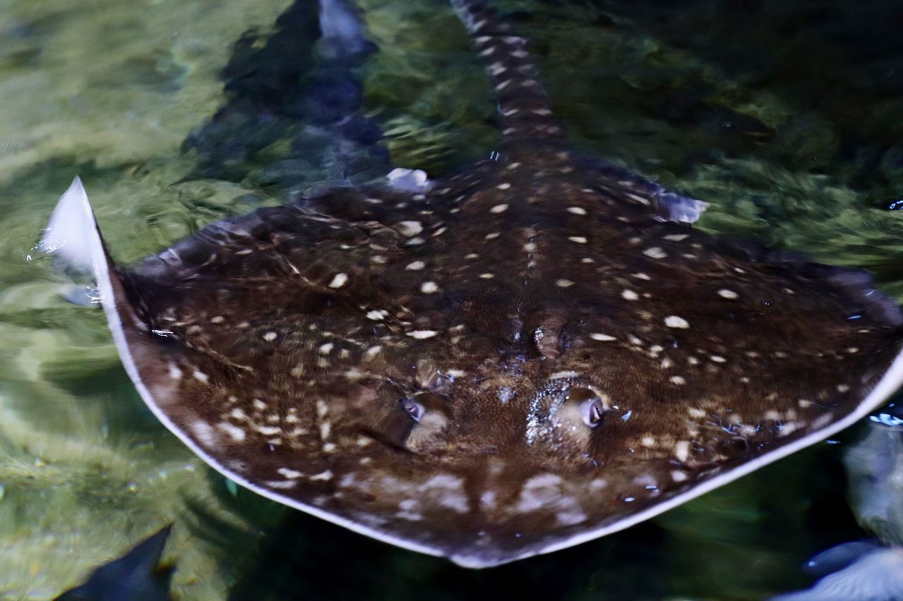 HIGH ANGLE VIEW OF FISH UNDERWATER