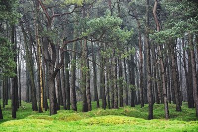 Scenic view of forest