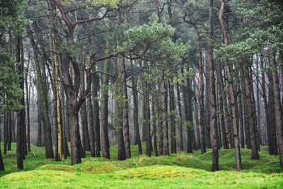 Trees growing on grassy field in forest