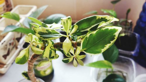 High angle view of vegetables on table