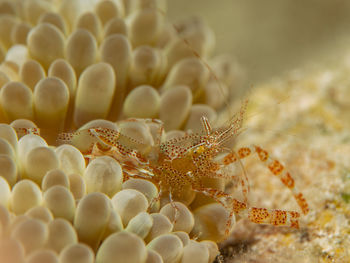 Periclimenes rathbunae, the sun anemone shrimp