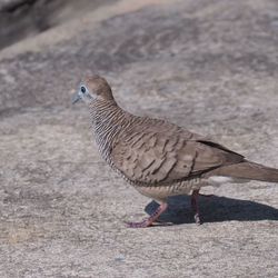 High angle view of a bird on land
