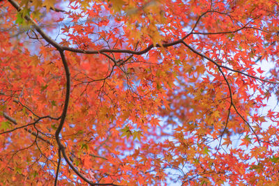 Low angle view of maple tree