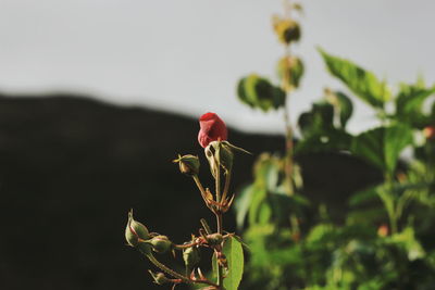 Close-up of red flower