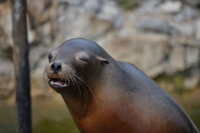 Close-up of sea lion