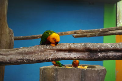 Close-up of parrot perching on wood