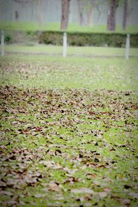 Plant growing on field